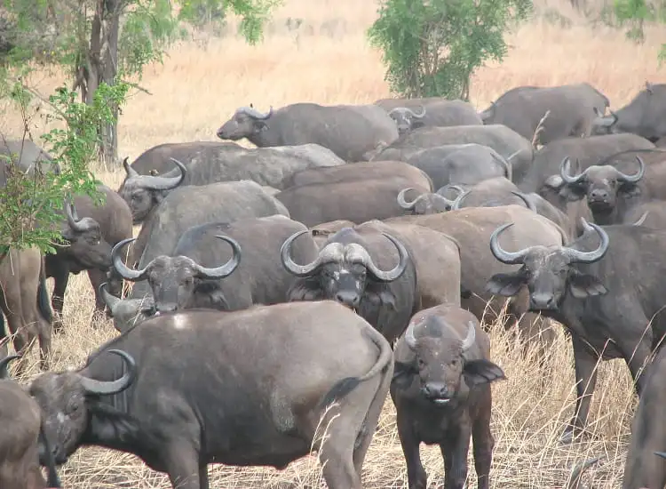 Untamed Southern Tanzania Safari in Nyerere National Park, Mikumi and Ruaha Wilderness