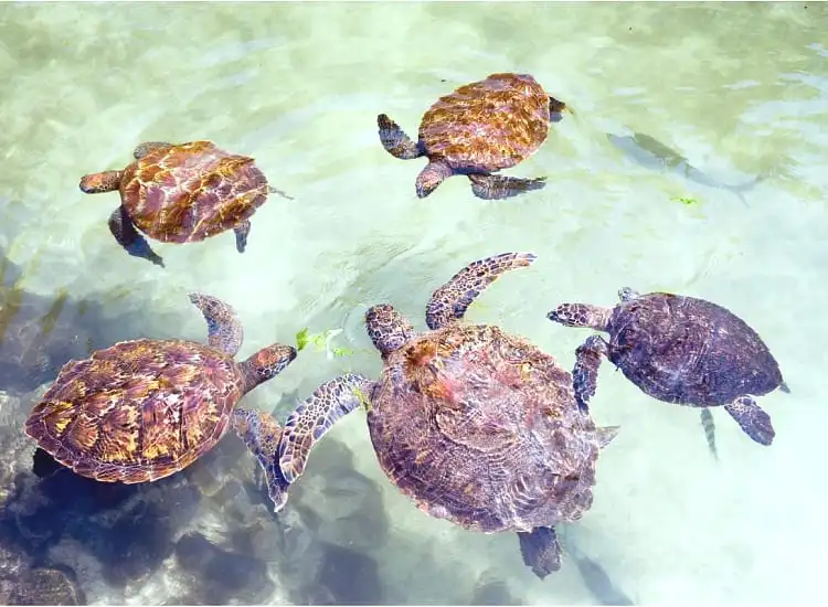 Zanzibar Beach Holidays at Nungwi, Stone Town Heritage and Spice Island Tours in Tanzania