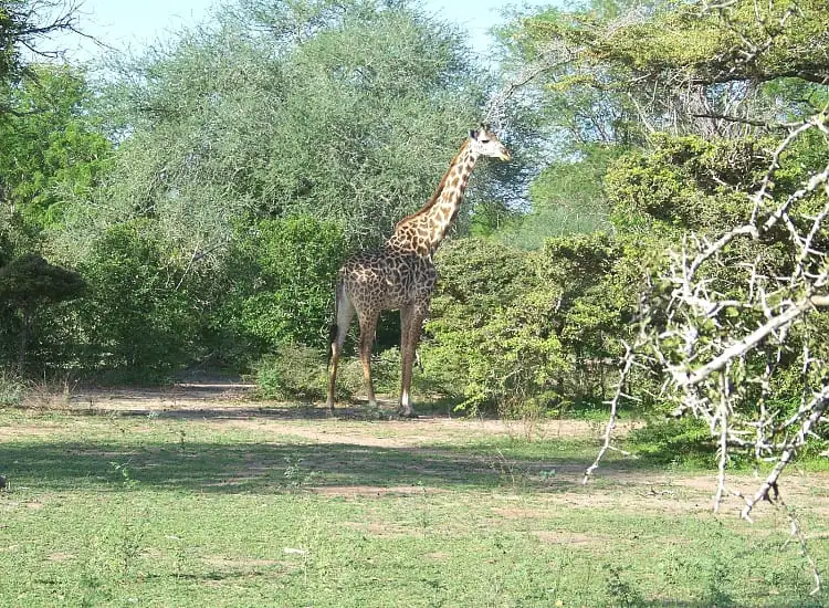 Southern Circuit Tanzania Safari in Nyerere National Park (Selous), Mikumi and Ruaha