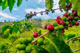 Materuni Waterfalls Coffee Tour