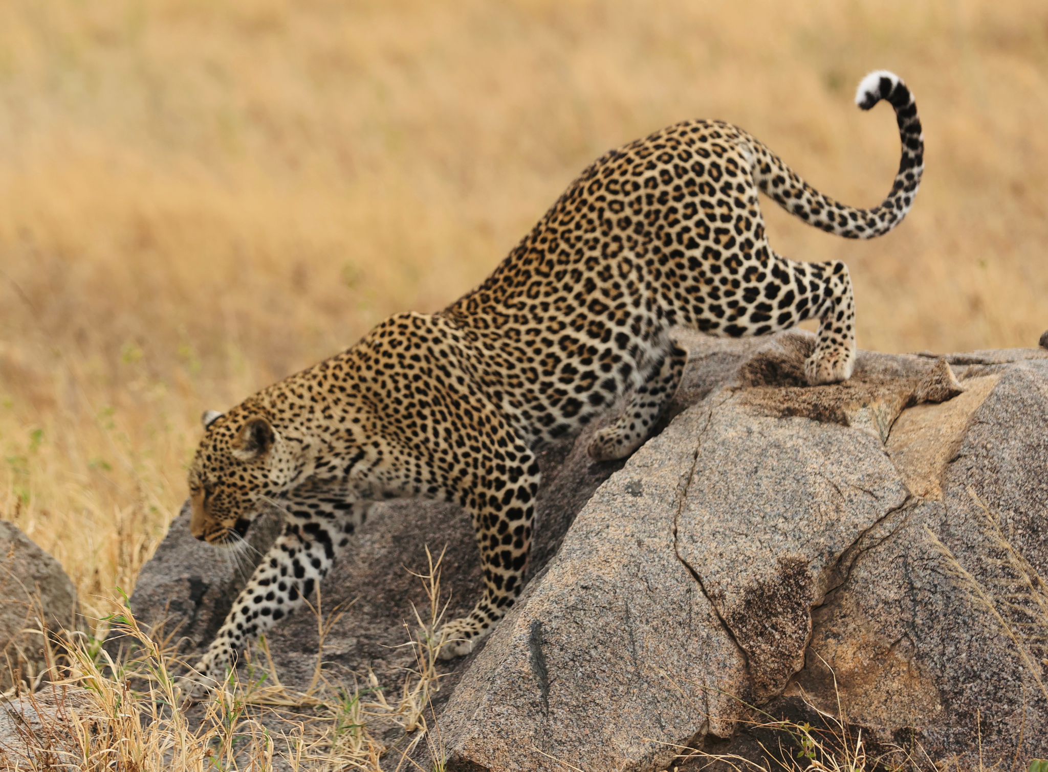 Wildlife