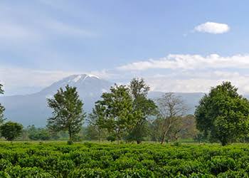kilimanjaro coffee