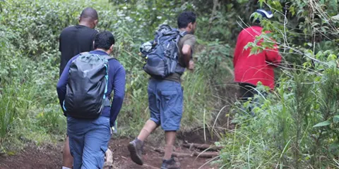 Lush rainforest trail on Mount Kilimanjaro