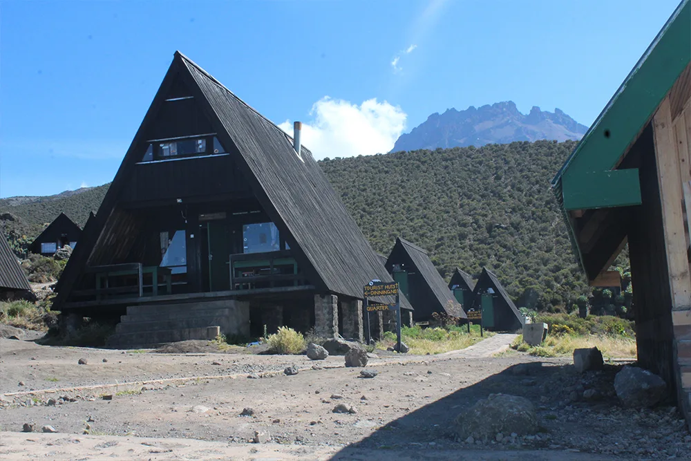 Heath and moorland terrain on Mount Kilimanjaro