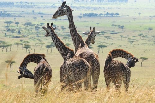 Giraffe grazing in Mikumi National Park