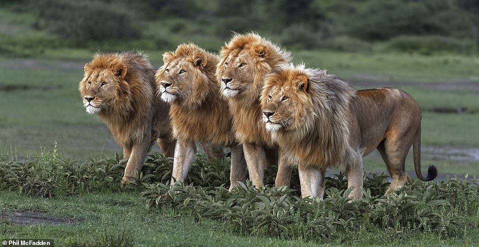 Safari game drive vehicle in action