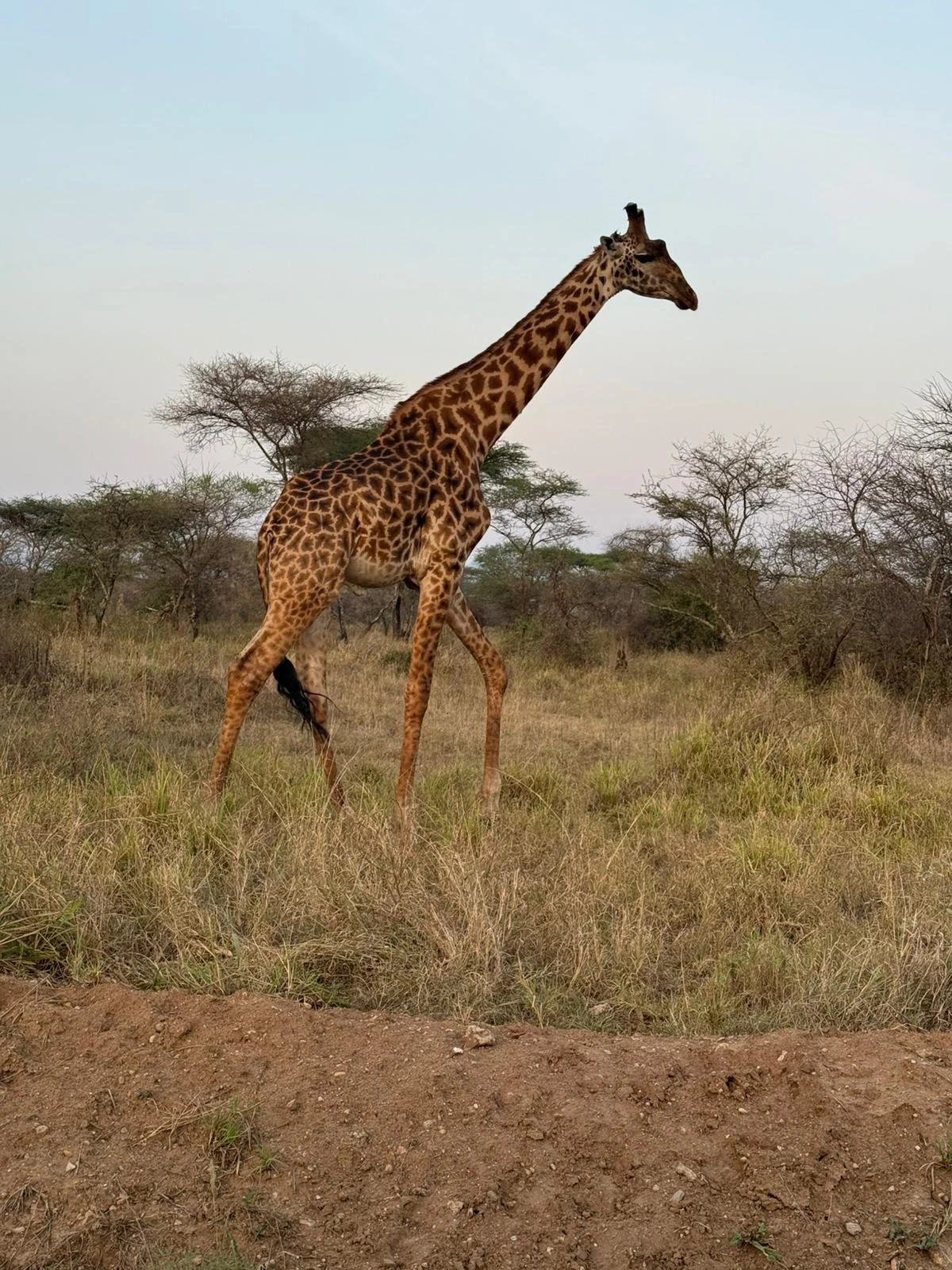 Mikumi Wilderness and Udzungwa Hiking Tour