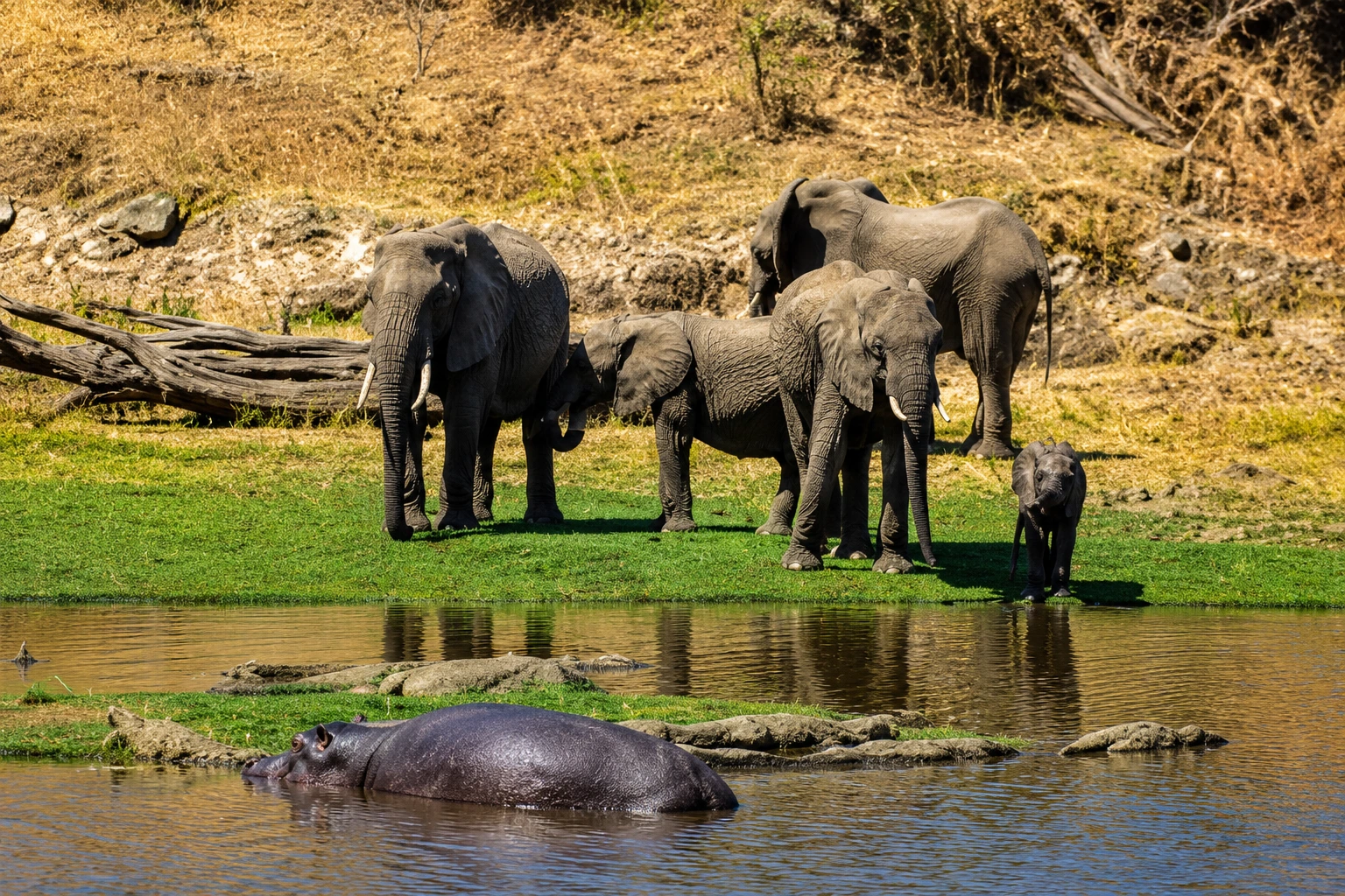 tanzania safari