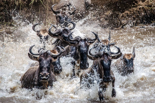 Great Migration Serengeti Tour