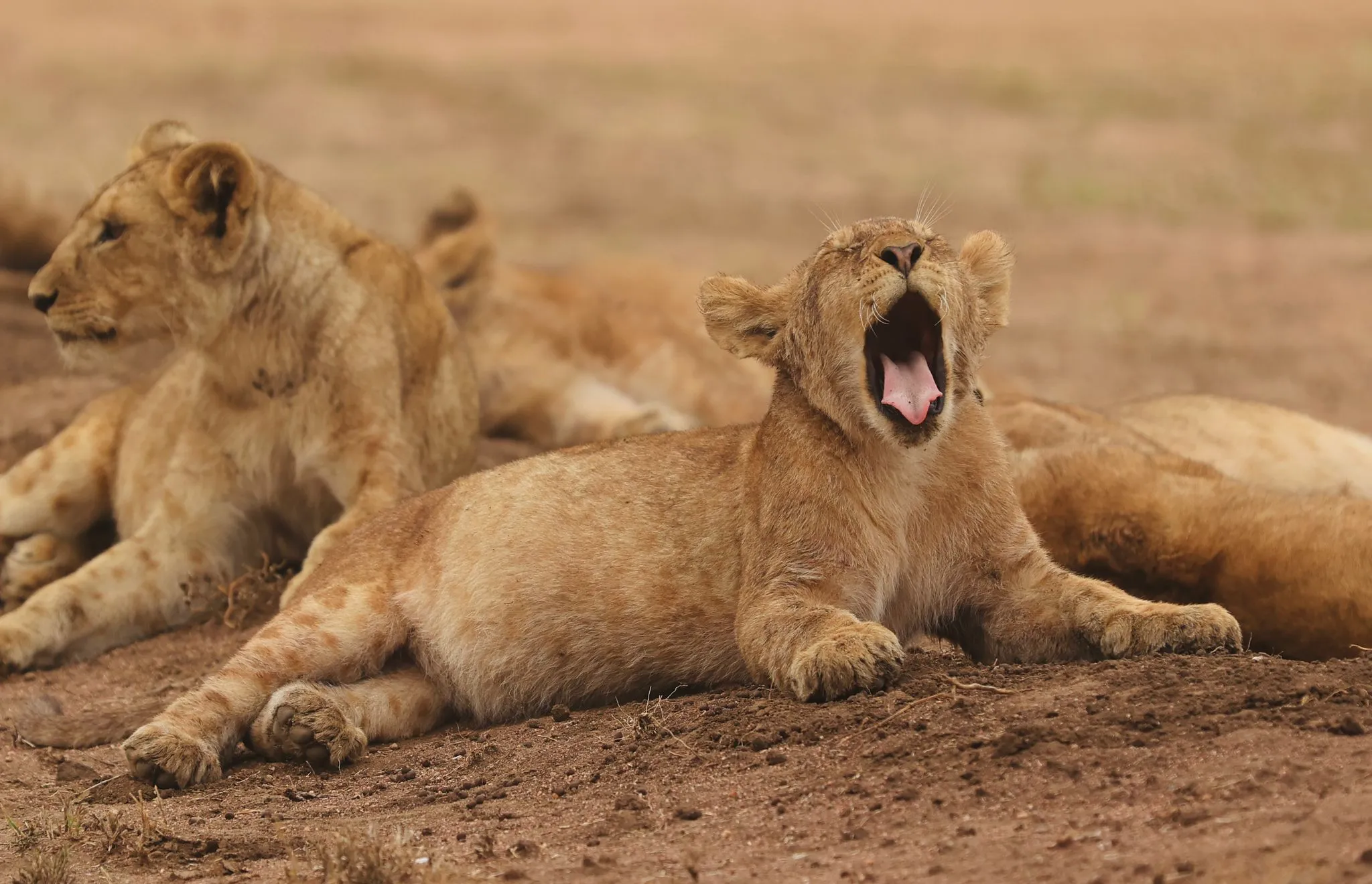tanzania safari