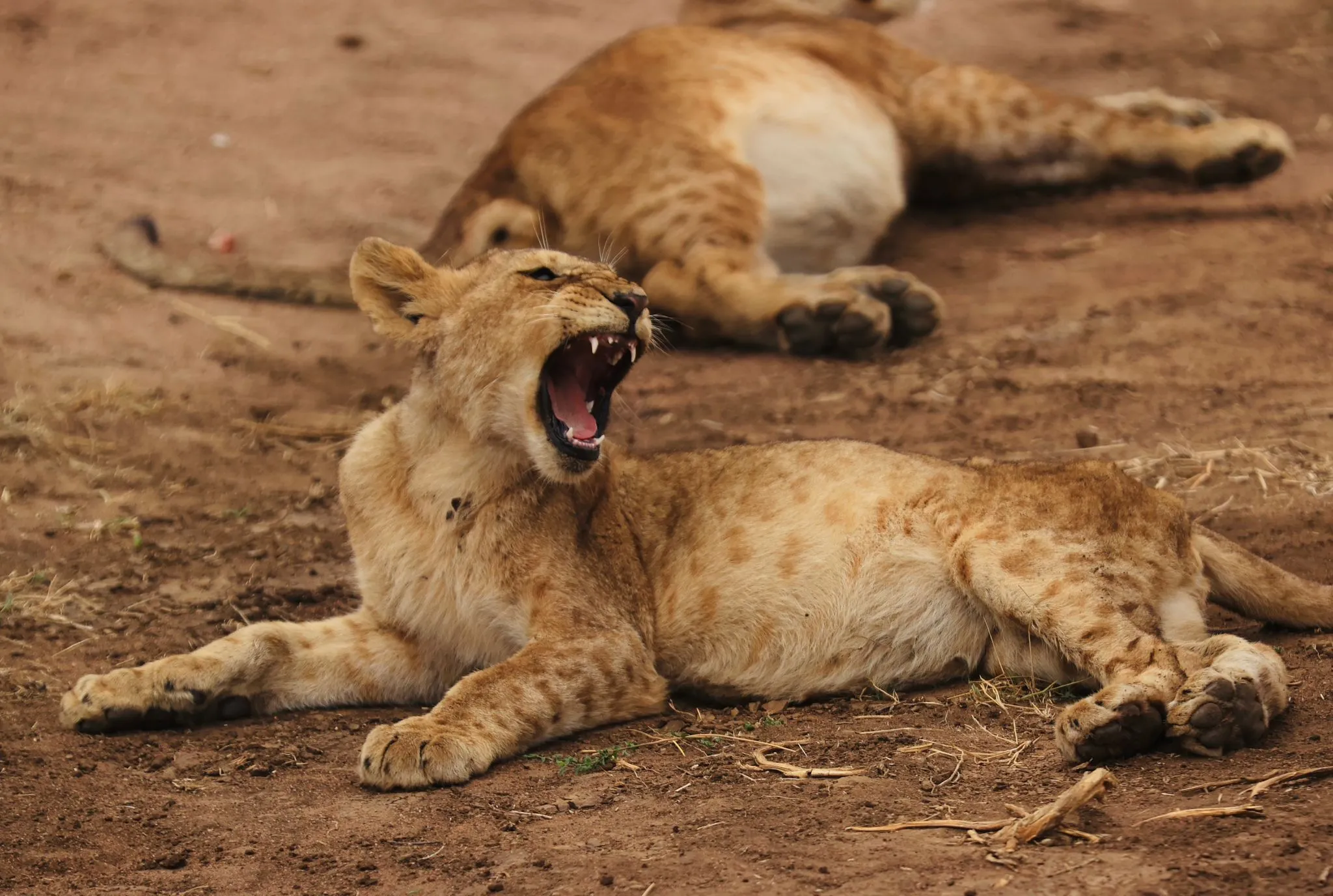 Big Five Wildlife Safari