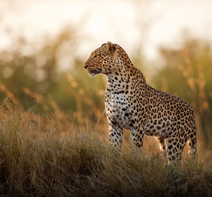 african-leopard-female-pose-beautiful-evening-light
