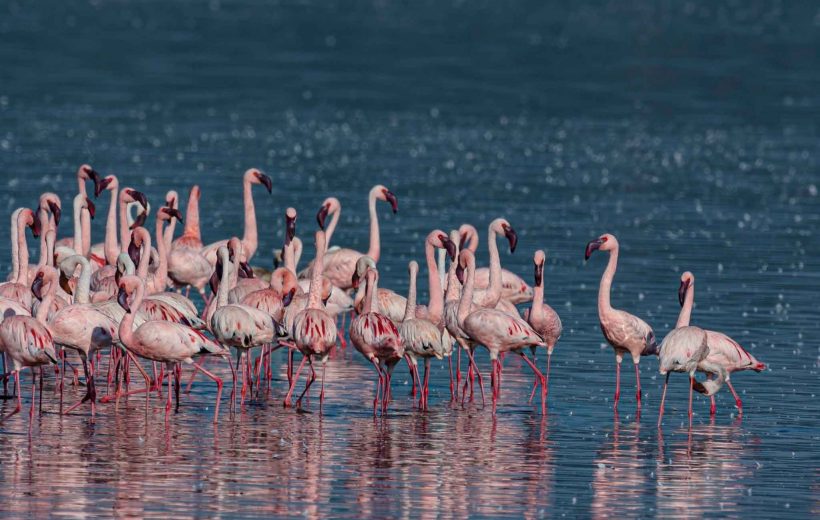 2 Days Ngorongoro and Lake Manyara Safari