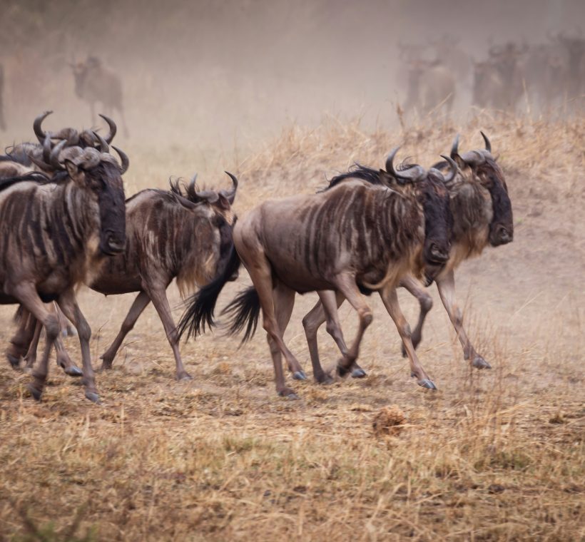 helena-pfisterer-xSbyDPqSZ-c-unsplash