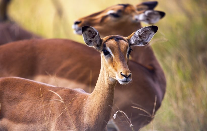 5 Days Special Southern Safari