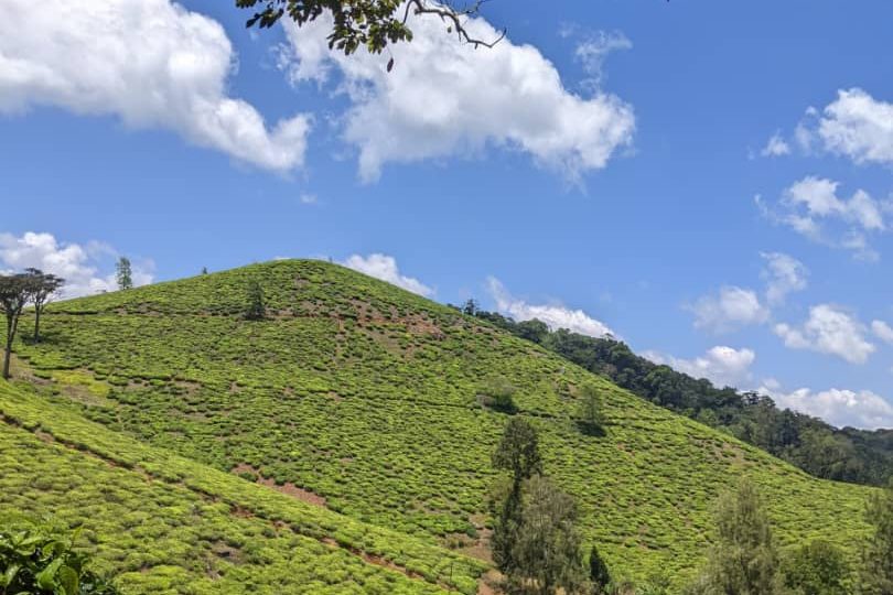 usambara image