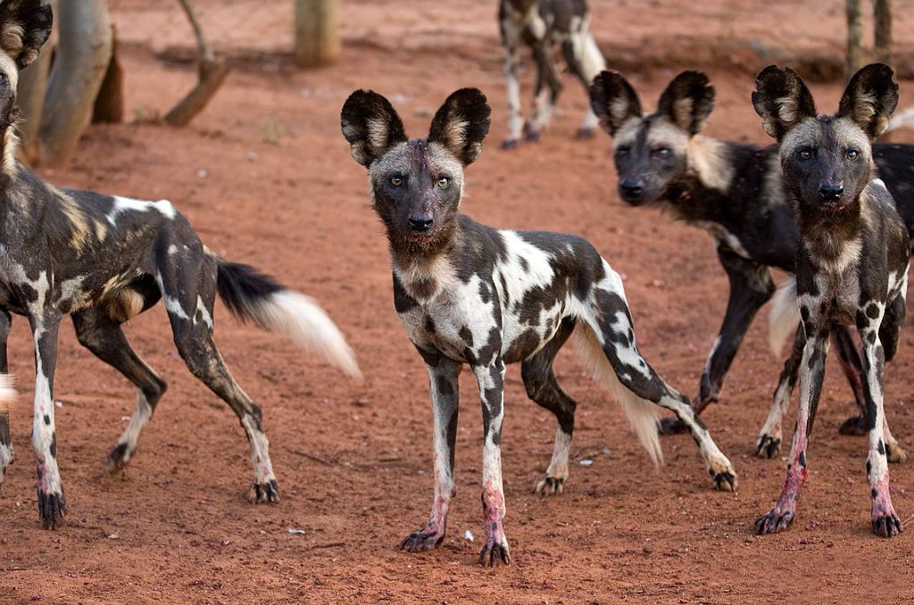 Mkomazi_National_Park_African_Wild_Dog_27