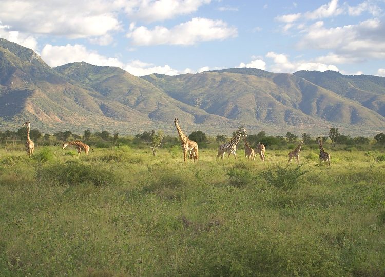 Mkomazi_National_Park_Giraffes