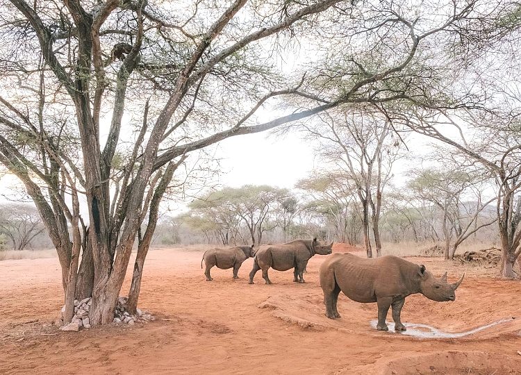 Mkomazi_National_Park_Rhinos