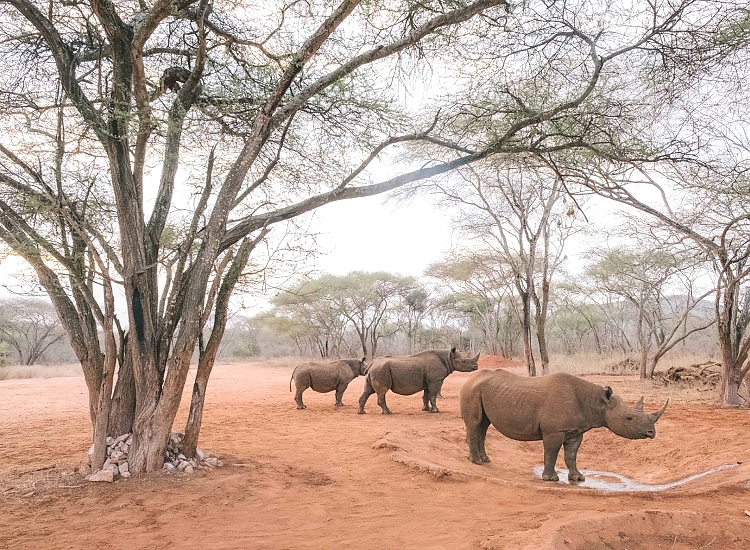 Mkomazi_National_Park_Rhinos