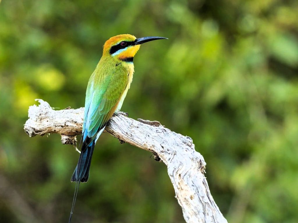 selous_game_reserve_03