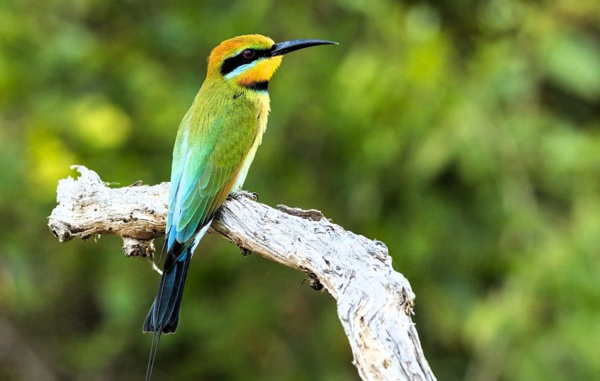 selous_game_reserve_03