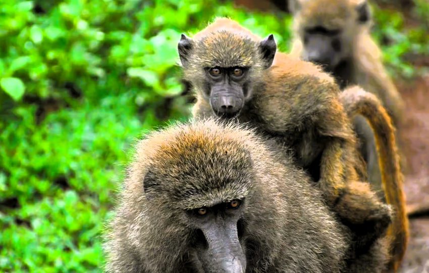 selous_game_reserve_04