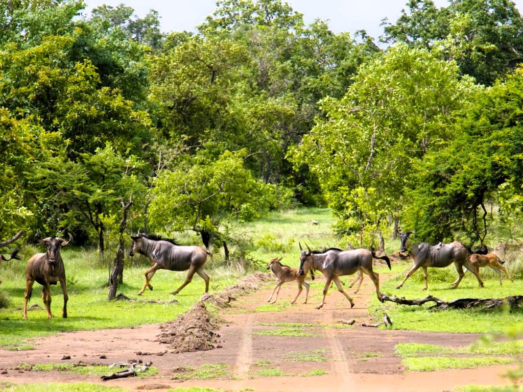 selous_game_reserve_06