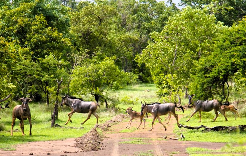 selous_game_reserve_06